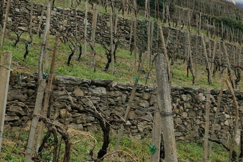 Lake Como & UNESCO Dry-stone Walls Vineyards