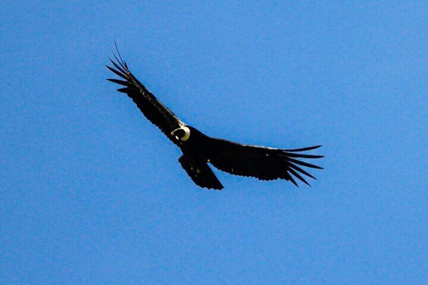 Full day tour spotting condors at antisana all included 