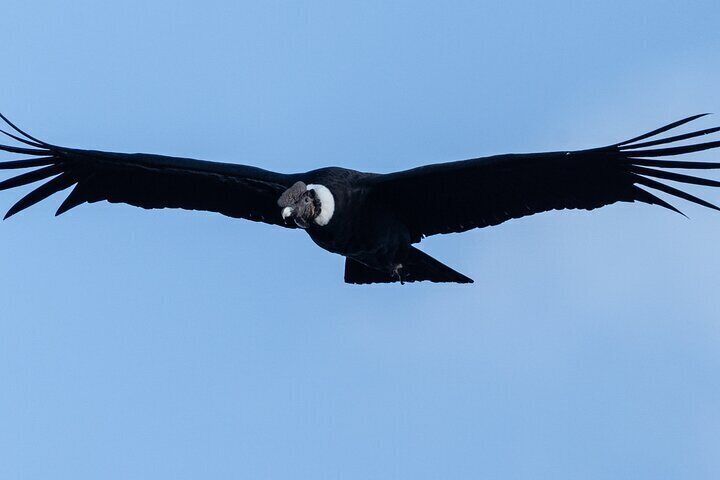 Private Tour to spotting condors at Antisana volcano all included