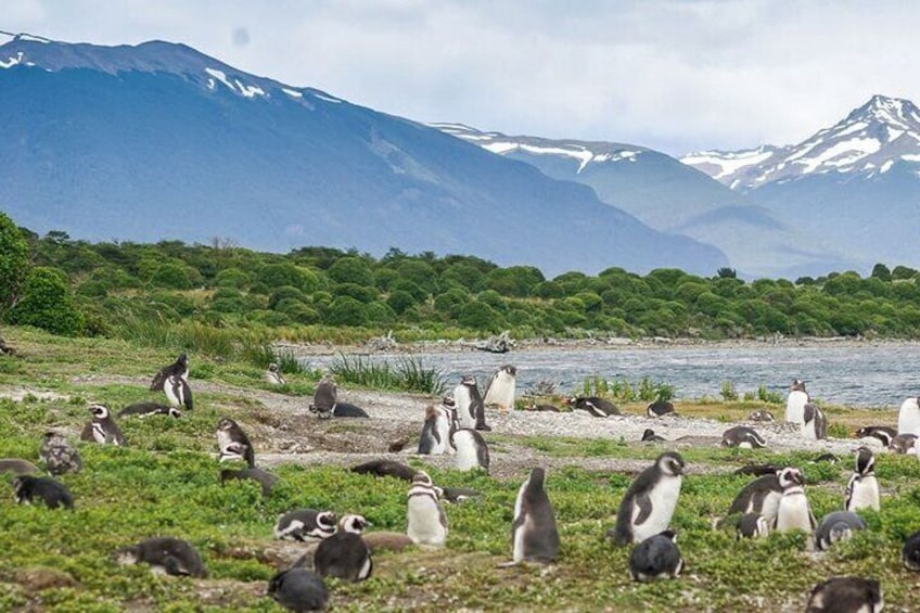 Crab Tour in 4x4 with Penguin Watching