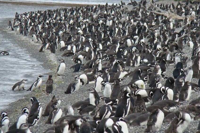 Crab Tour in 4x4 with Penguin Watching