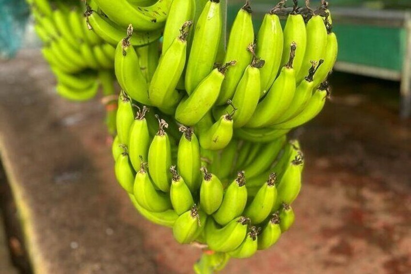 Small train tour of a banana farm in Martinique