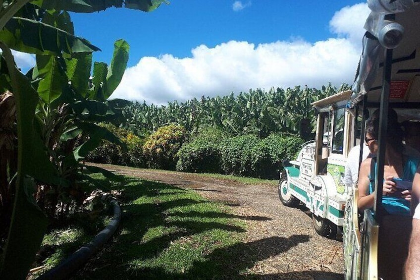 Small train tour of a banana farm in Martinique