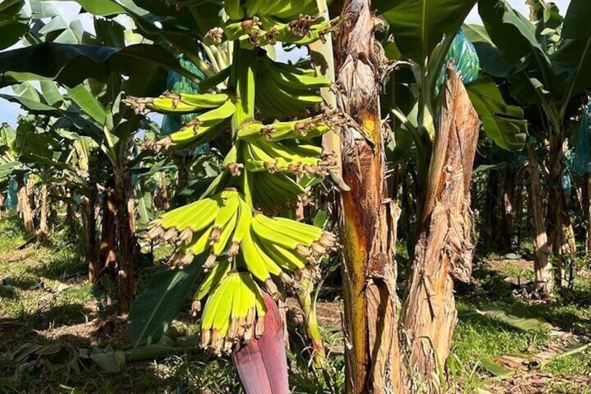 Small train tour of a banana farm in Martinique