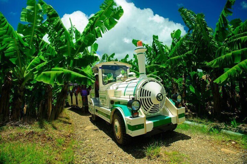 Small train tour of a banana farm in Martinique