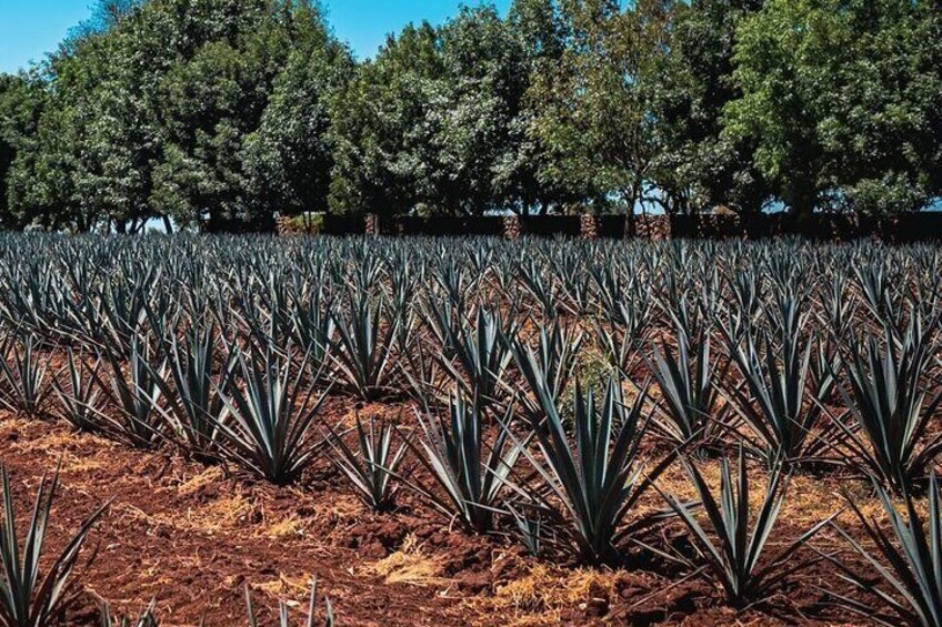 Full Day Private Guided Tour of Arandas Jalisco Distilleries