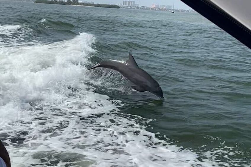Dolphins and Manatee are constant sights while out on the vessels.