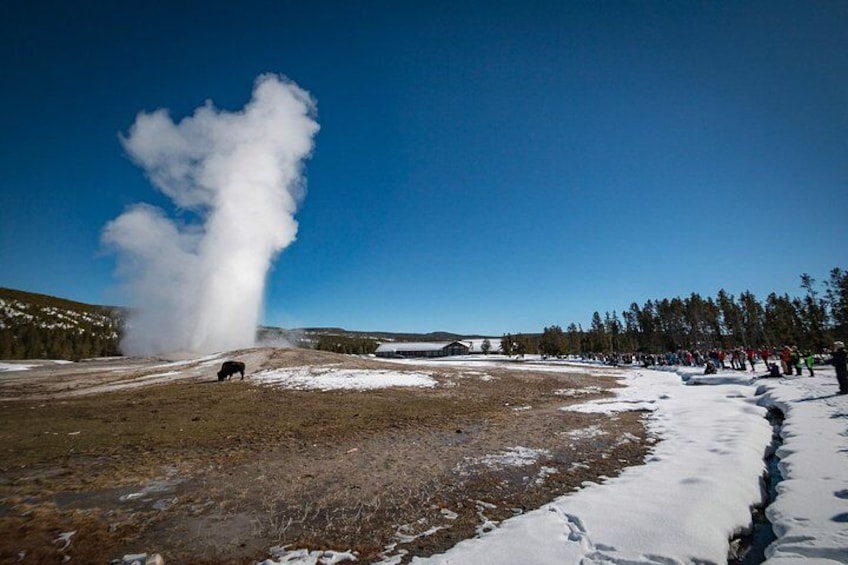 Yellowstone Old Faithful Snowcoach Tour from Jackson Hole