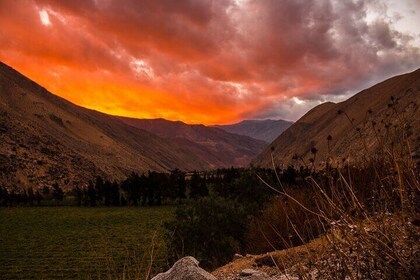 Elqui Valley Tour: Full Day History and Flavors