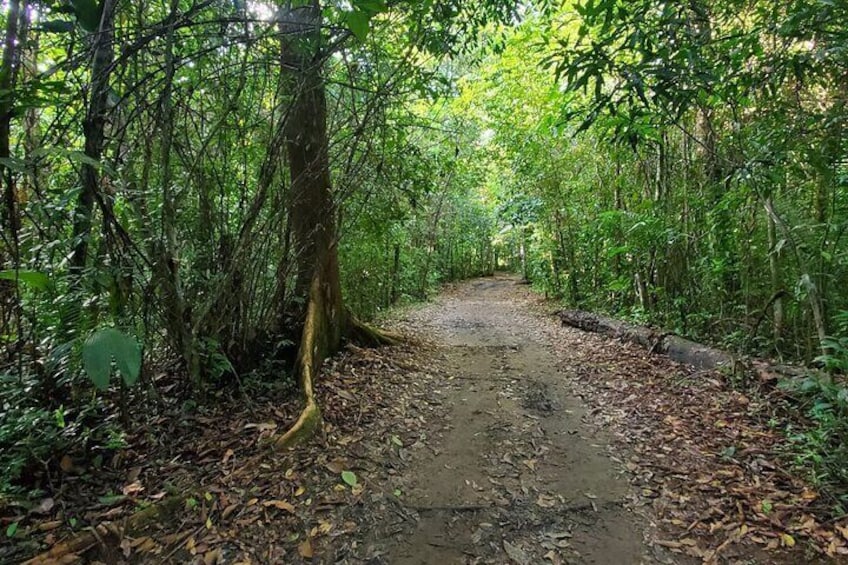 Cockscomb Jaguar Preserve Hike