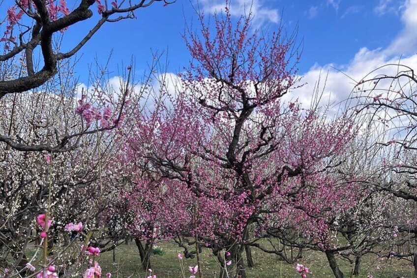 Osaka Castle & Back Alley Gourmet Private Tour