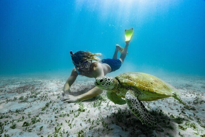 Encounter with Elegance: Dive into the crystal-clear waters and share a serene moment with a friendly turtle during your snorkelling adventure on Great Keppel Island.