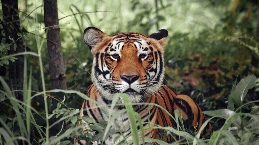 Golden Triangle Tour With Ranthambore