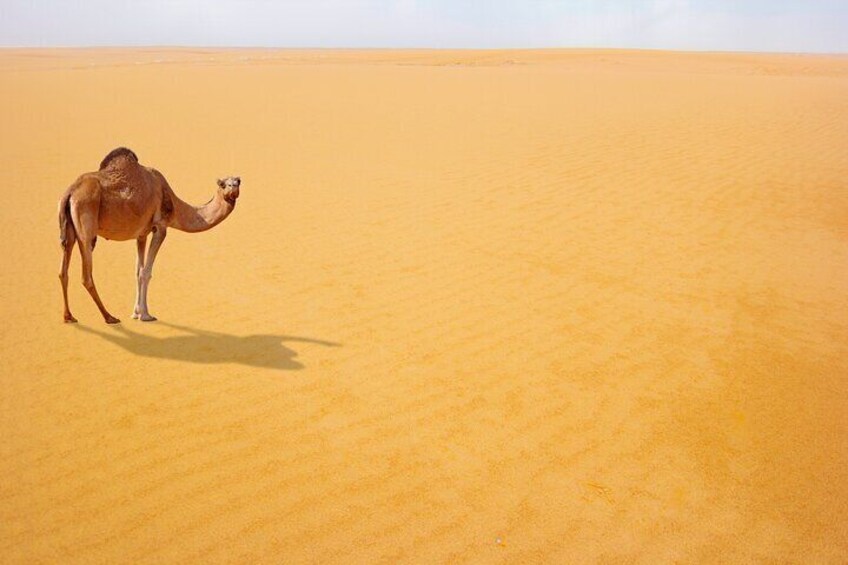 Private Tour Desert Safari in Al Thumama from Riyadh