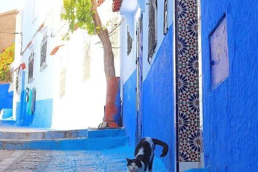 Blue Bliss & Waterfall Wonders: Chefchaouen & Akchour Day Escape