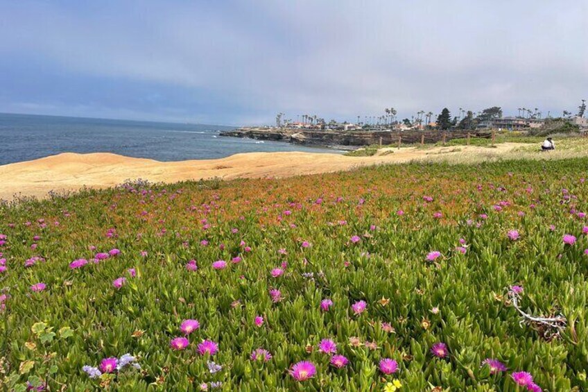 Beautiful wildflowers at Sunset Cliffs!