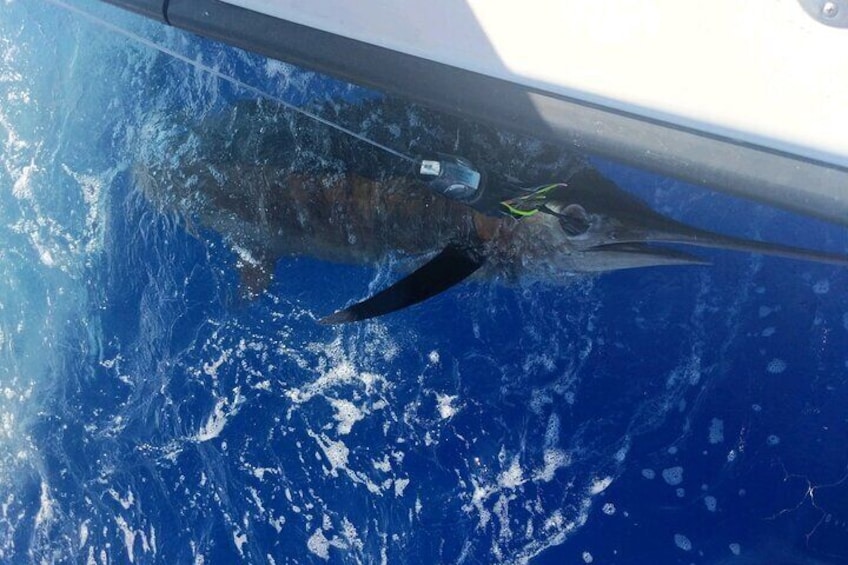 6 Hour Private Fishing Charter Kona, Hawaii