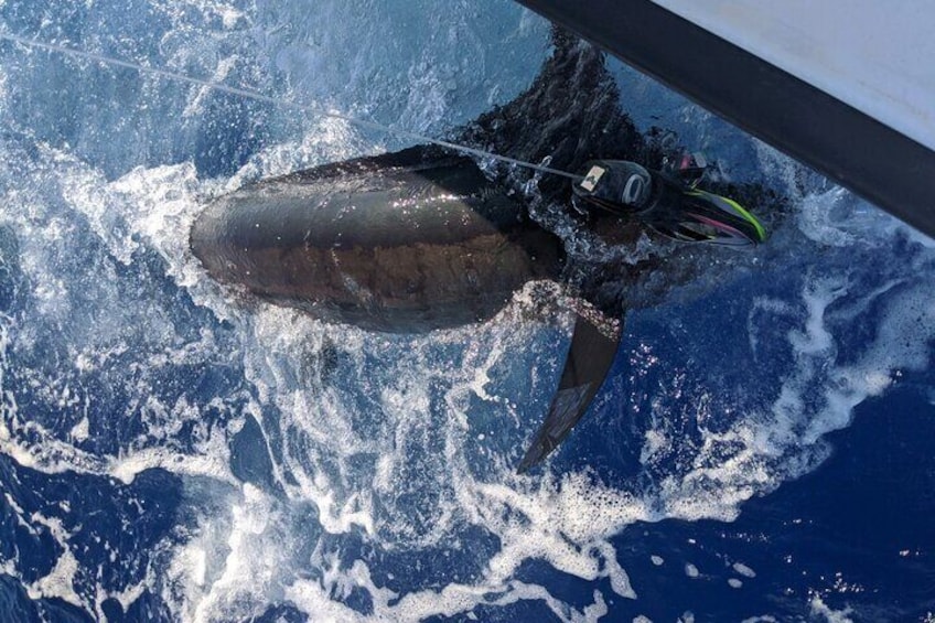 8 Hour Private Fishing Charter in Kailua-Kona, Hawaii