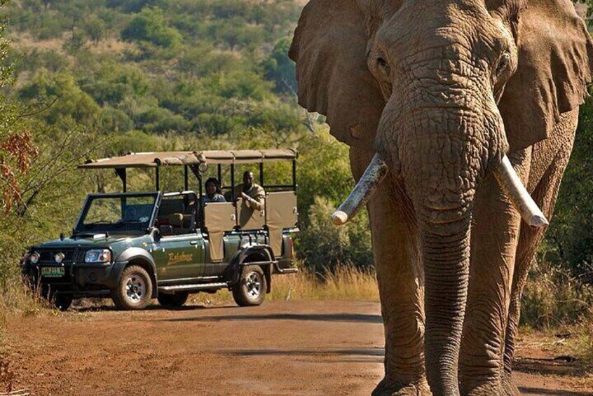 3-Hour Shared Game Drive in Pilanesberg National Park