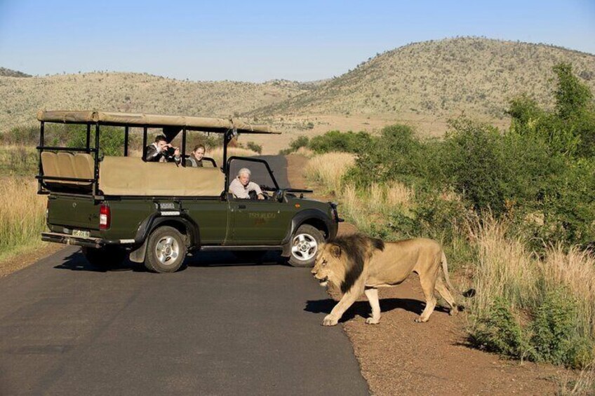 3-Hour Shared Game Drive in Pilanesberg National Park