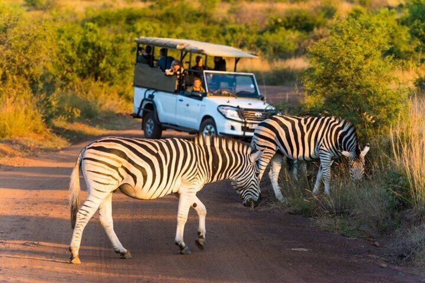 3-Hour Shared Game Drive in Pilanesberg National Park