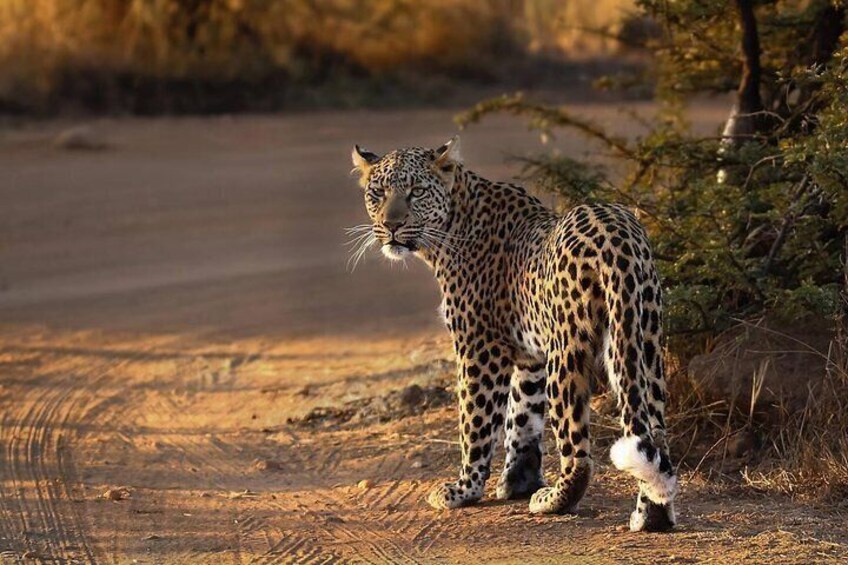 3-Hour Scheduled Safari Game Drive in Pilanesberg National Park