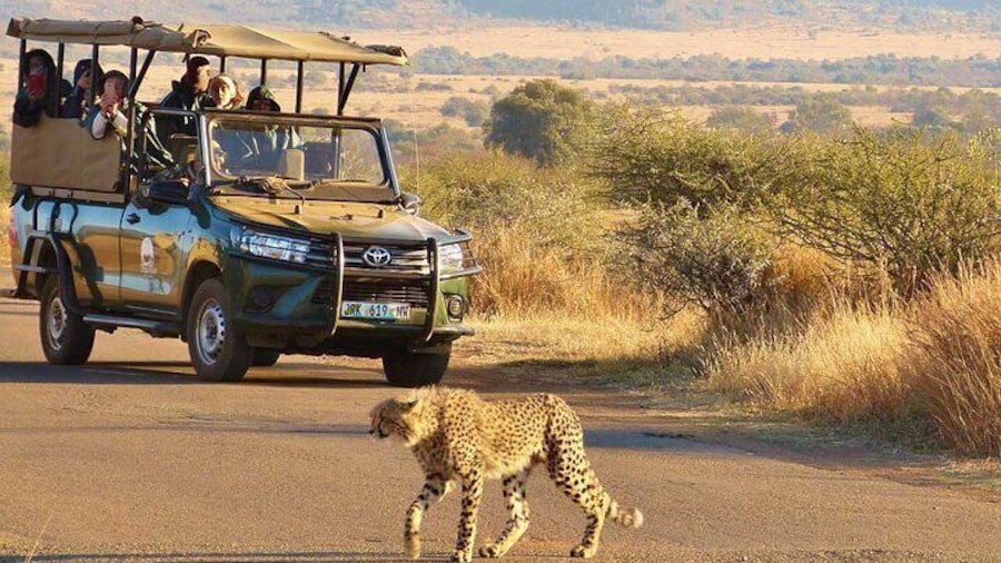 3-Hour Scheduled Safari Game Drive in Pilanesberg National Park