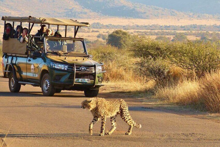 3-Hour Shared Game Drive in Pilanesberg National Park