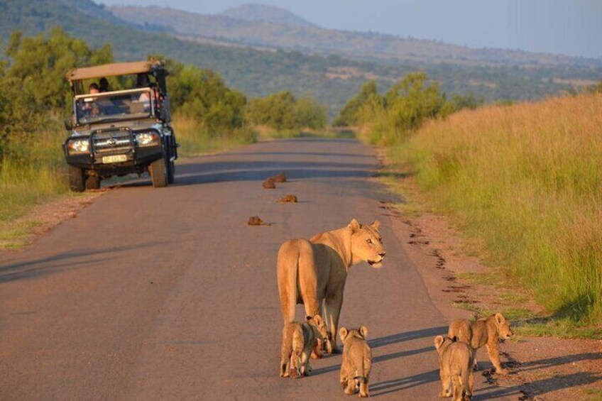 3-Hour Shared Game Drive in Pilanesberg National Park