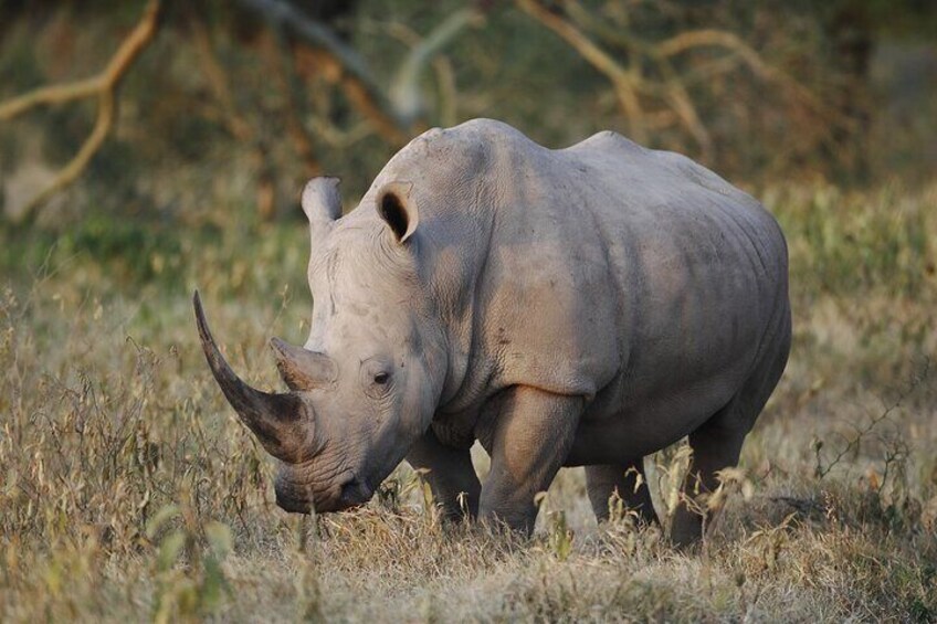 Elusive rhino