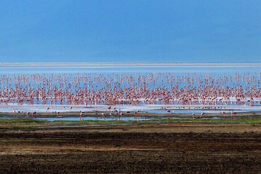 Flamingos in the crater