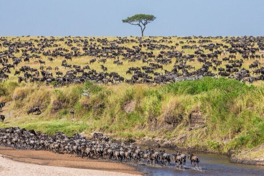 Great Migration 