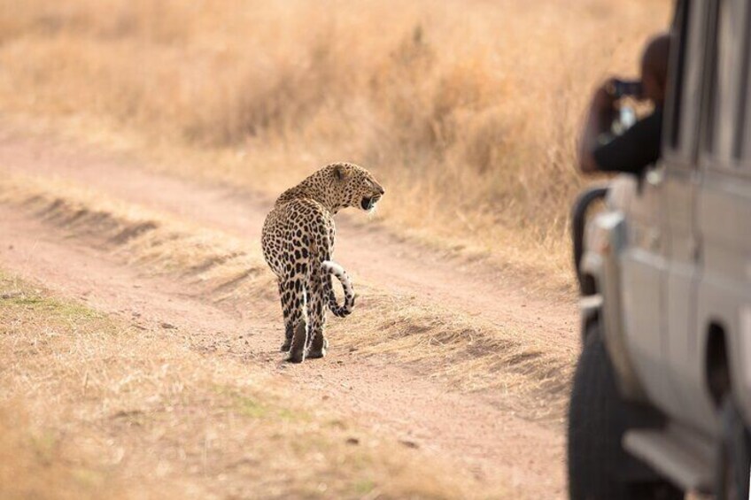 Leopard scanning her territory 