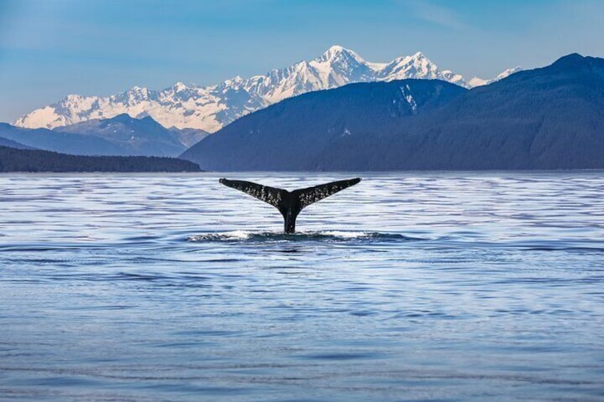 Kaikoura Day Tour With Kayak Experience From Christchurch