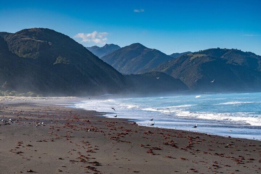 Kaikoura Day Tour With Kayak Experience From Christchurch