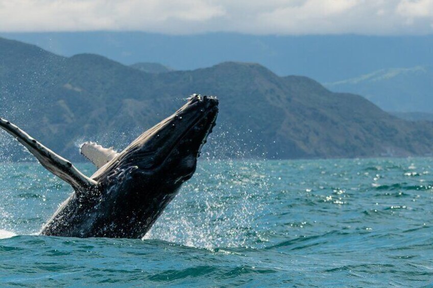 Kaikoura Day Tour With Kayak Experience From Christchurch