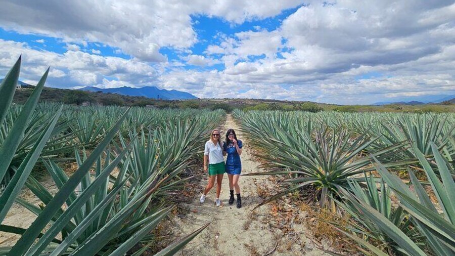 Mezcal Day Premium Family Distilleries Tour with Lunch in Fields