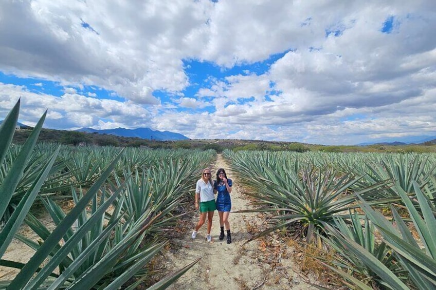 Mezcal Day Premium Family Distilleries Tour with Lunch in Fields