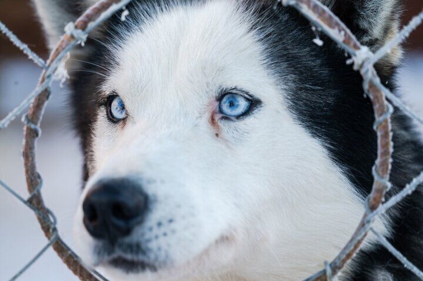 Husky Sledding Ride in Levi