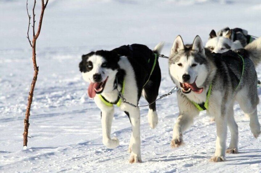 Husky Sledding Ride 1,5 km Family Trip