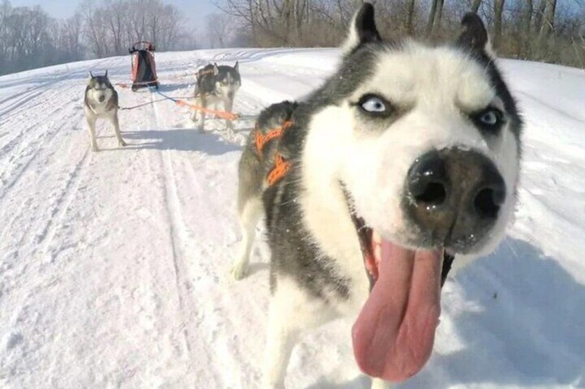 Husky Sledding Ride in Levi