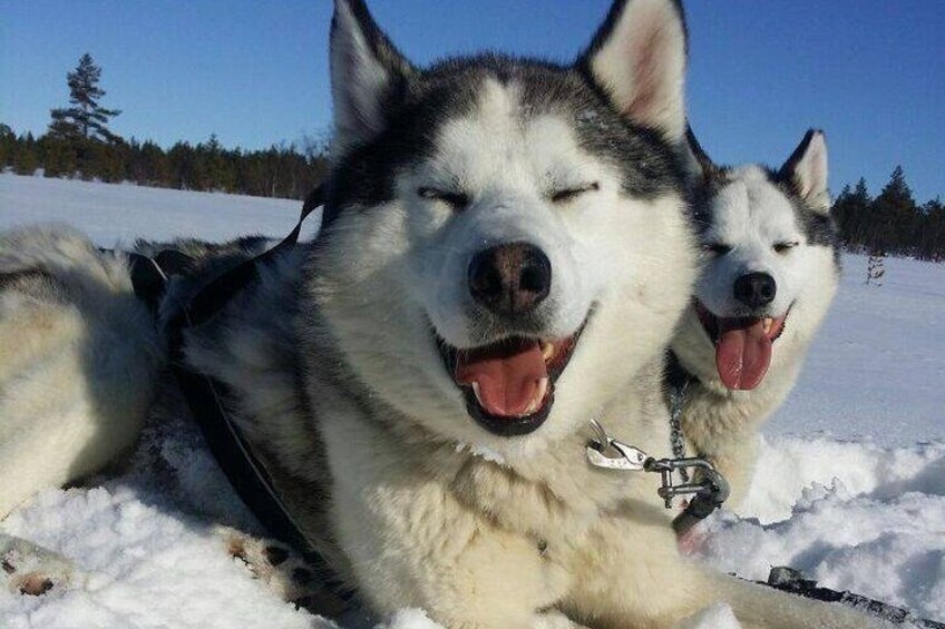 Husky Sledding Ride 1,5 km Family Trip