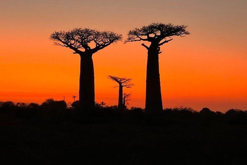 sunset at the alley of baobab
