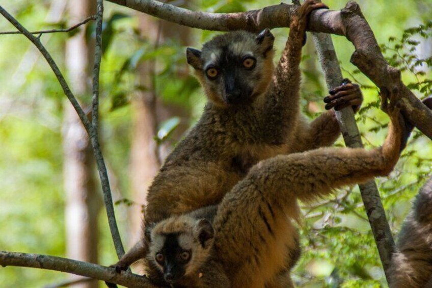Lemurs at Kirindy Forest