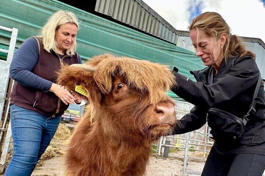 Highland Cow Farm