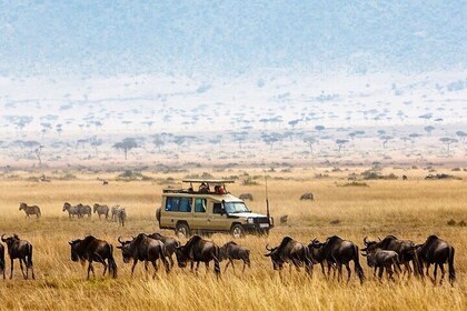 5-Days Private Safari Tour in Trangire, Serengeti, and Ngorongoro Crater
