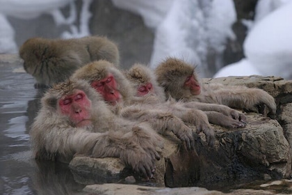 Snow Monkey Park & Miso Production Day Tour from Tokyo or Nagano