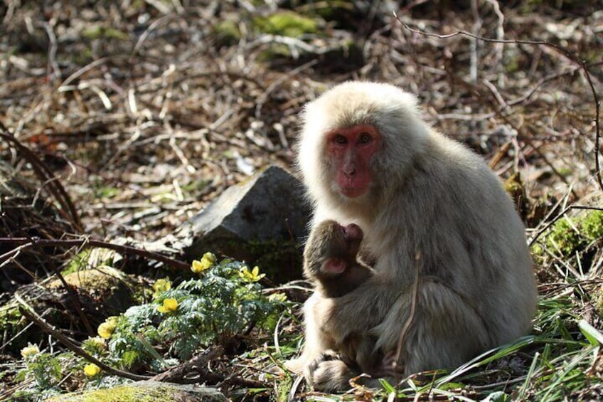 Snow Monkey Park & Miso Production Day Tour from Nagano