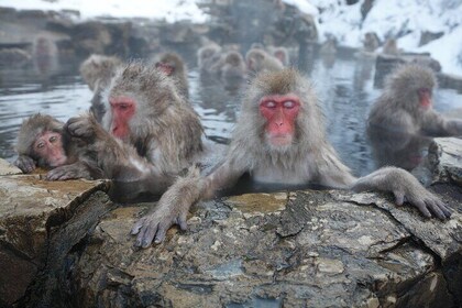 Snow Monkey Park & Miso Production Day Tour from Nagano