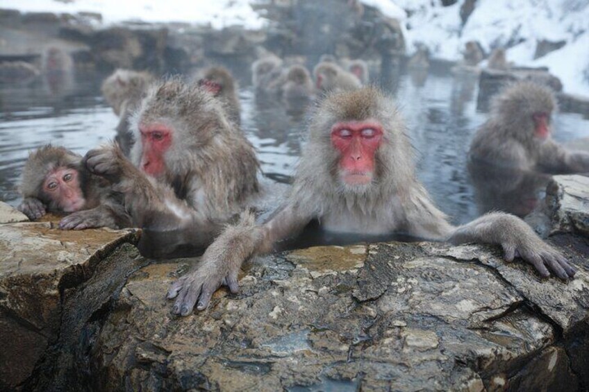 Snow Monkey Park & Miso Production Day Tour from Nagano